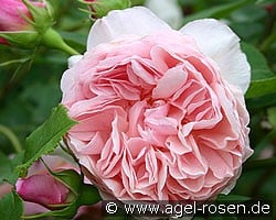 William Morris (Englische Rose) Bild der Rose 'William Morris' (Englische Rose)