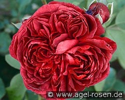 William Shakespeare 2000 (Englische Rose) Bild der Rose 'William Shakespeare 2000' (Englische Rose)