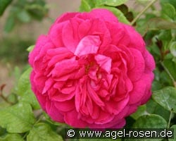 Young Lycidas (Englische Rose) Bild der Rose 'Young Lycidas' (Englische Rose)