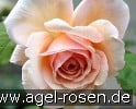 Picture of the rose 'A Shropshire Lad' (English Rose)