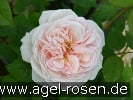 Picture of the rose 'A Shropshire Lad' (English Rose)