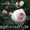Picture of the rose 'Ausblush' (English Rose)