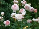 Ausblush (English Rose) Picture of the rose 'Ausblush' (English Rose)