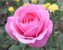 Ausbord (English Rose) Picture of the rose 'Ausbord' (English Rose)