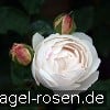 Picture of the rose 'Auscat' (English Rose)