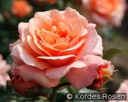 Auscer (English Rose) Picture of the rose 'Auscer' (English Rose)