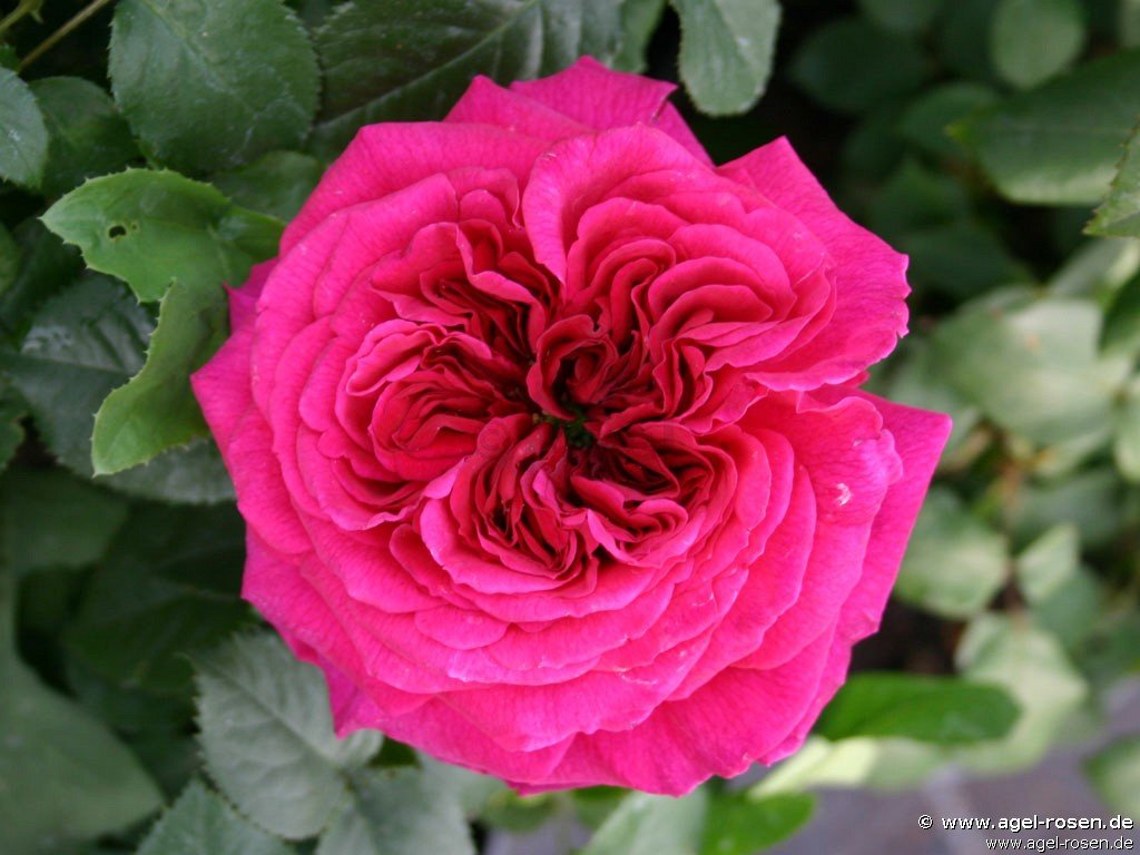 Auschild (English Rose) Picture of the rose 'Auschild' (English Rose)