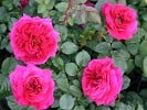 Auschild (English Rose) Picture of the rose 'Auschild' (English Rose)