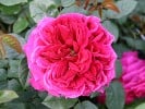Auschild (English Rose) Picture of the rose 'Auschild' (English Rose)