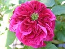 Auschild (English Rose) Picture of the rose 'Auschild' (English Rose)