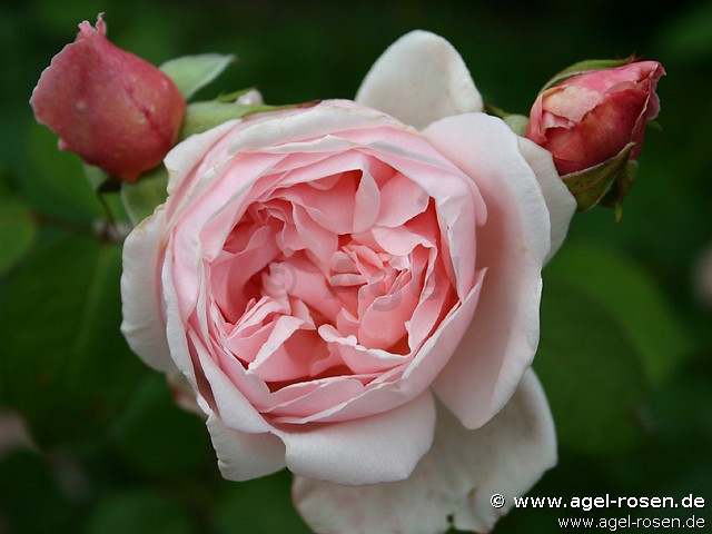 Picture of the rose 'Auscon' (English Rose)