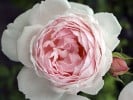 Auscon (English Rose) Picture of the rose 'Auscon' (English Rose)