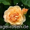 Picture of the rose 'Ausfather' (English Rose)