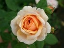 Ausfather (English Rose) Picture of the rose 'Ausfather' (English Rose)