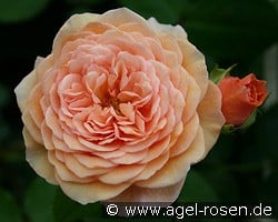 Auslea (English Rose) Picture of the rose 'Auslea' (English Rose)
