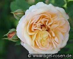 Ausling (English Rose) Picture of the rose 'Ausling' (English Rose)