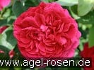 Picture of the rose 'Auslo' (English Rose)