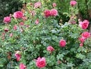 Auslo (English Rose) Picture of the rose 'Auslo' (English Rose)