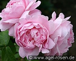Ausmary (English Rose) Picture of the rose 'Ausmary' (English Rose)