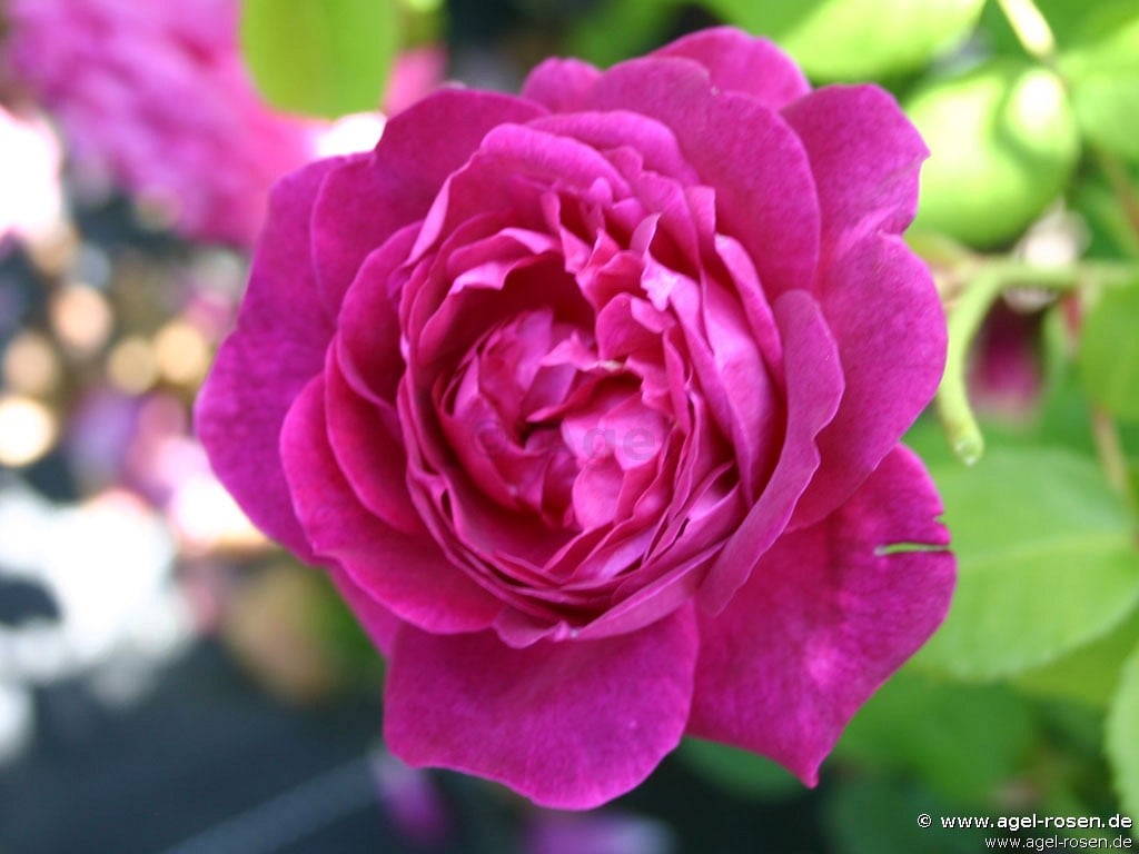 Picture of the rose 'Auswine' (English Rose)