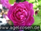Picture of the rose 'Auswine' (English Rose)