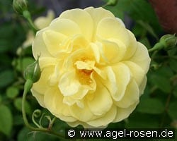 Blythe Spirit (English Rose) Picture of the rose 'Blythe Spirit' (English Rose)