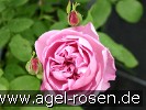 Picture of the rose 'Charles R. Mackintosh' (English Rose)