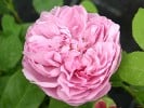 Charles R. Mackintosh (English Rose) Picture of the rose 'Charles R. Mackintosh' (English Rose)