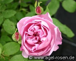Charles R. Mackintosh (English Rose) Picture of the rose 'Charles R. Mackintosh' (English Rose)