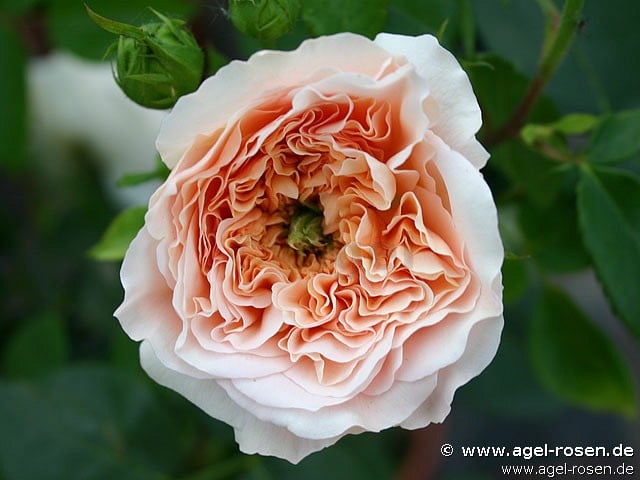 Picture of the rose 'Evelyn' (English Rose)
