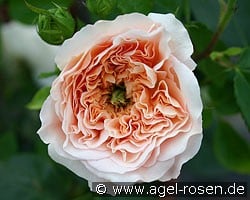 Evelyn (English Rose) Picture of the rose 'Evelyn' (English Rose)