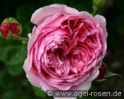 Princess Alexandra of Kent (English Rose) Picture of the rose 'Princess Alexandra of Kent' (English Rose)
