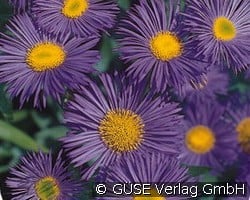 Feinstrahlaster (Stauden für Beete, Rabatten & Schnitt) Bild der Staude 'Feinstrahlaster' (Erigeron speciosus 'Schöne Blaue')