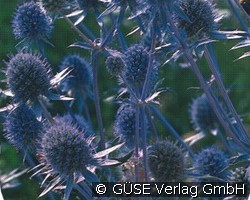 Edeldistel (Stauden für Beete, Rabatten & Schnitt) Bild der Staude 'Edeldistel' (Eryngium planum)