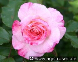 Abigaile (Floribunda Rose) Picture of the rose 'Abigaile' (Floribunda Rose)