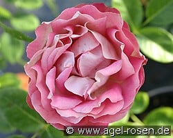 Acropolis (Floribunda Rose) Picture of the rose 'Acropolis' (Floribunda Rose)