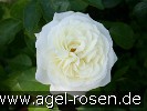 Picture of the rose 'Alabaster' (Floribunda Rose)