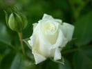 Alabaster (Floribunda Rose) Picture of the rose 'Alabaster' (Floribunda Rose)