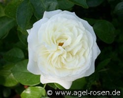 Alabaster (Floribunda Rose) Picture of the rose 'Alabaster' (Floribunda Rose)