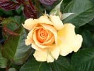 Amber Queen (Floribunda Rose) Picture of the rose 'Amber Queen' (Floribunda Rose)