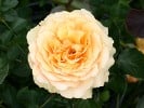 Amber Queen (Floribunda Rose) Picture of the rose 'Amber Queen' (Floribunda Rose)