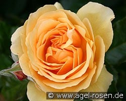 Amber Queen (Floribunda Rose) Picture of the rose 'Amber Queen' (Floribunda Rose)
