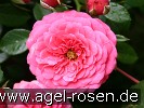 Picture of the rose 'Amulett' (Floribunda Rose)