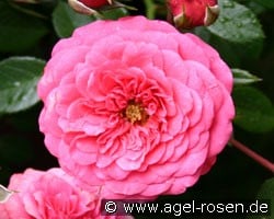 Amulett (Floribunda Rose) Picture of the rose 'Amulett' (Floribunda Rose)