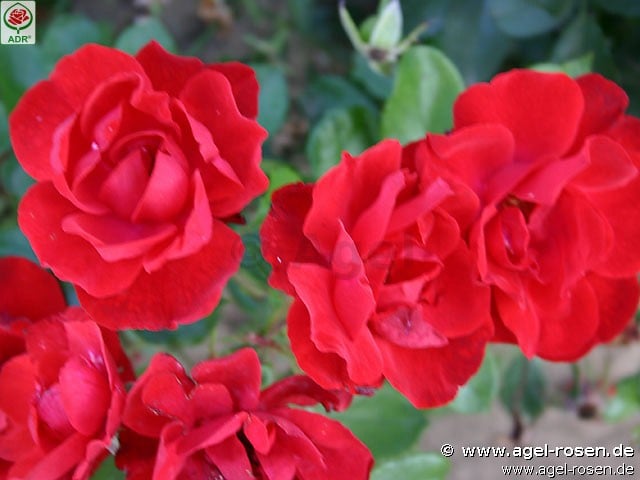 Picture of the rose 'Andalusien' (Floribunda Rose)