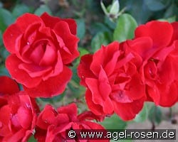 Andalusien (Floribunda Rose) Picture of the rose 'Andalusien' (Floribunda Rose)
