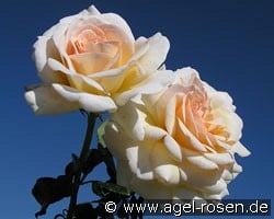 Angie (Floribunda Rose) Picture of the rose 'Angie' (Floribunda Rose)