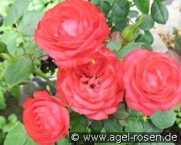 Anna Maria Luger kaufen, click for more details Anna Maria Luger