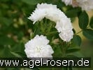 Picture of the rose 'Anne-Marie de Montravel' (Floribunda Rose)