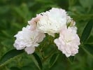 Anne-Marie de Montravel (Floribunda Rose) Picture of the rose 'Anne-Marie de Montravel' (Floribunda Rose)